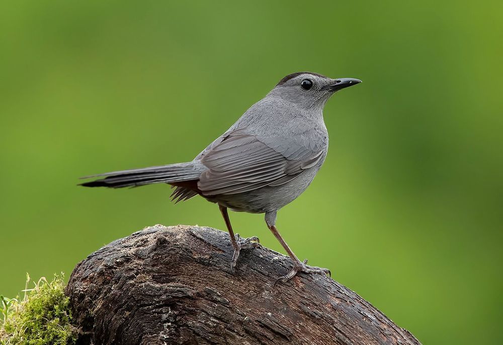 Spring Time Birds Migration - Весенняя миграция разных видов птиц