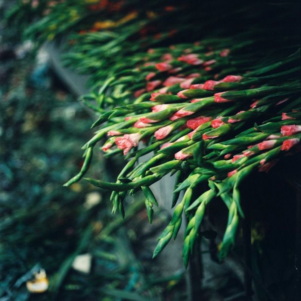 Quang Ba Flower market on Lunar New Year 2012