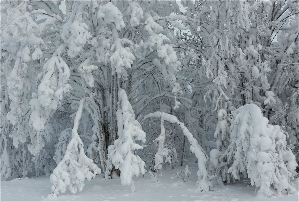 Утром в крепко - заиндевелом лесу.