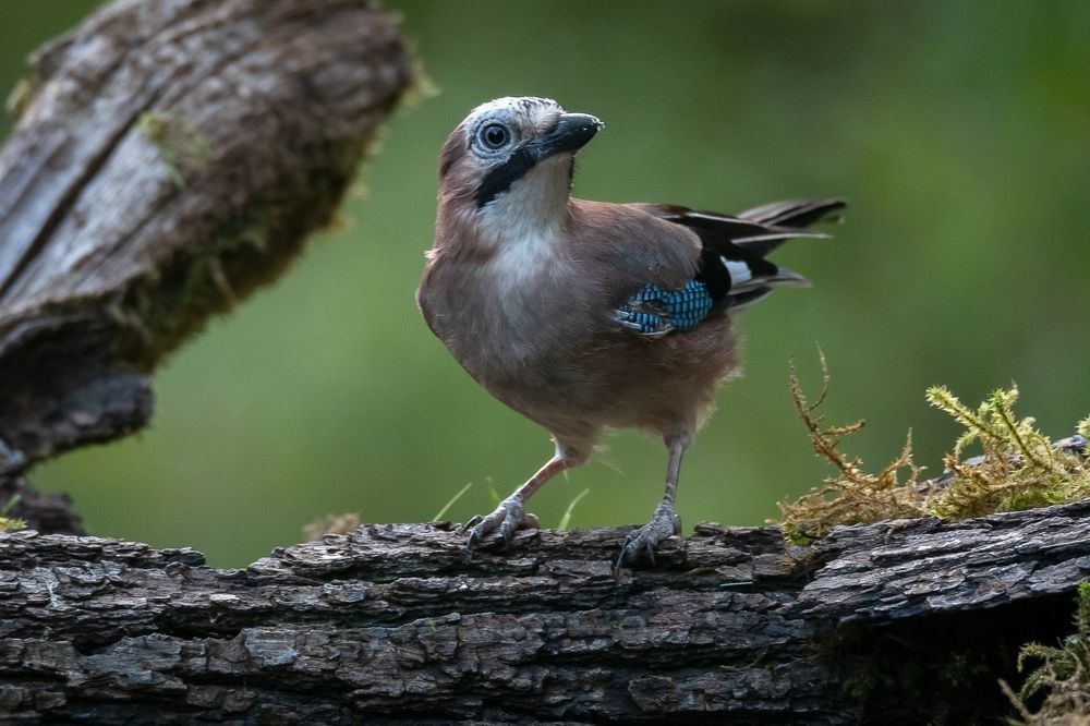 Eurasian Jay at drikstation