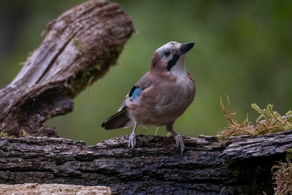 Eurasian Jay at drikstation