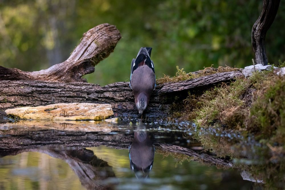 Eurasian Jay at drikstation