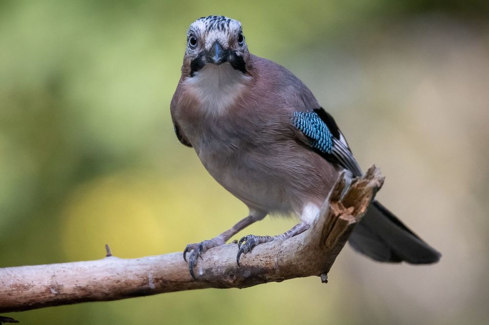 Eurasian Jay at drikstation