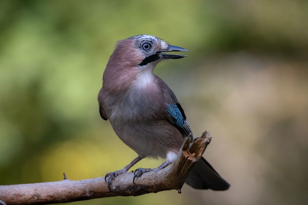 Eurasian Jay at drikstation