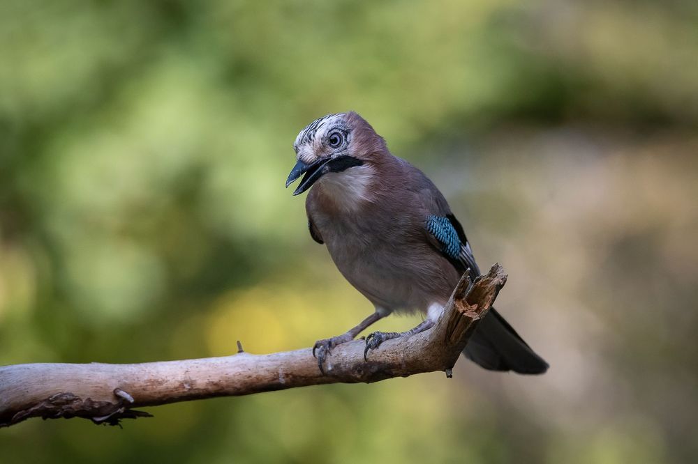 Eurasian Jay at drikstation