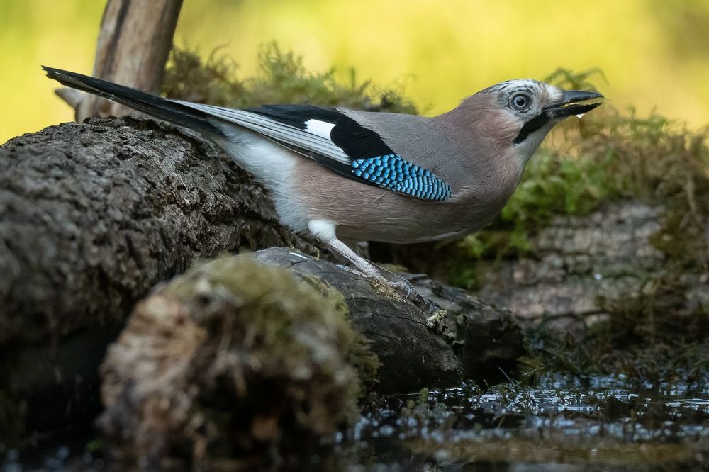 Eurasian Jay at drikstation