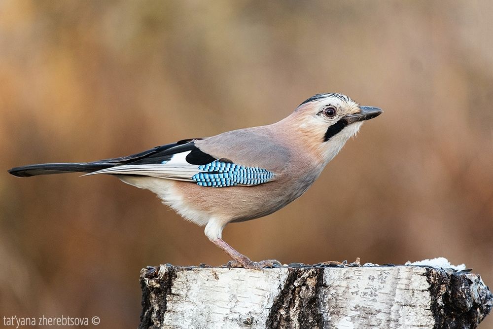 Сойка. Eurasian Jay