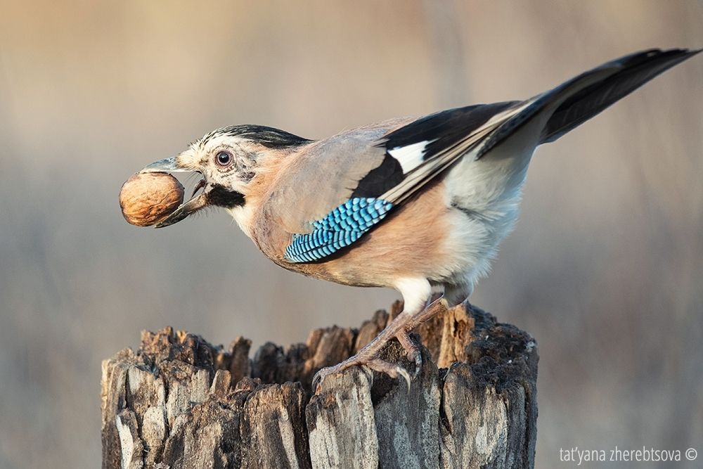 Сойка. Eurasian Jay