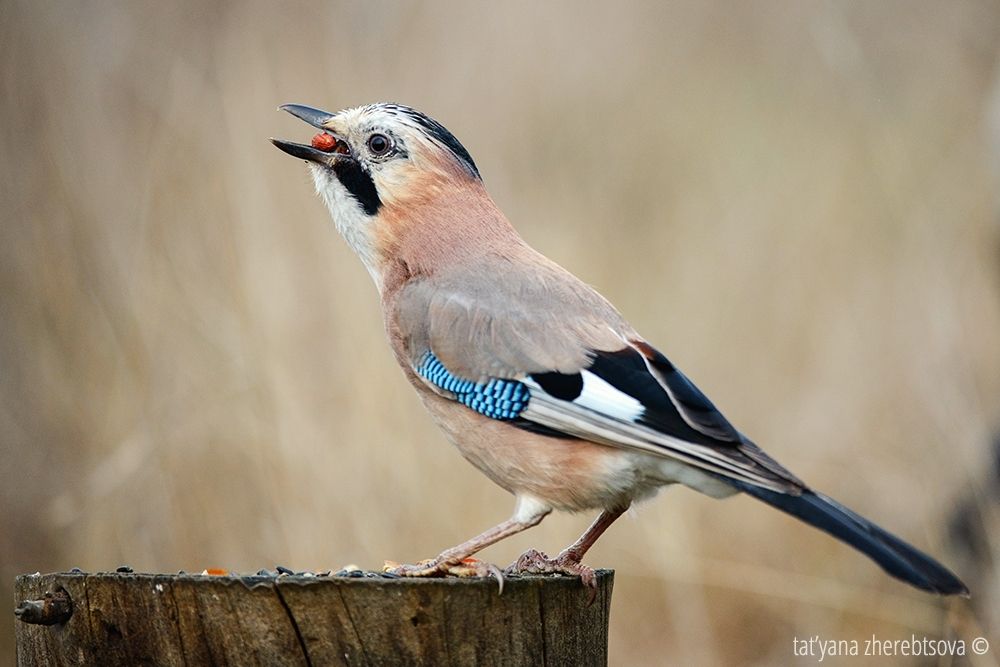 Сойка. Eurasian Jay