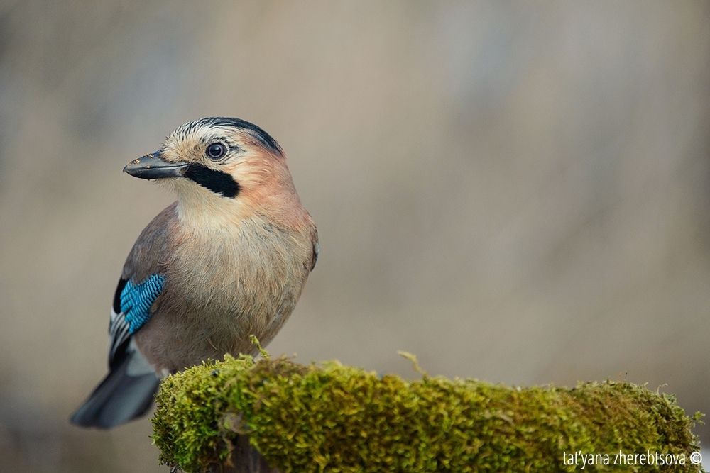 Сойка. Eurasian Jay