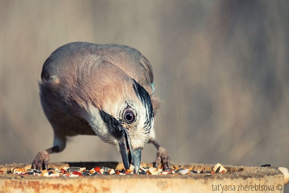 Сойка. Eurasian Jay