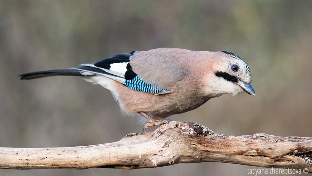 Сойка. Eurasian Jay