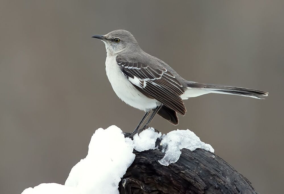 Многоголосый пересмешник - Northern Mockingbird