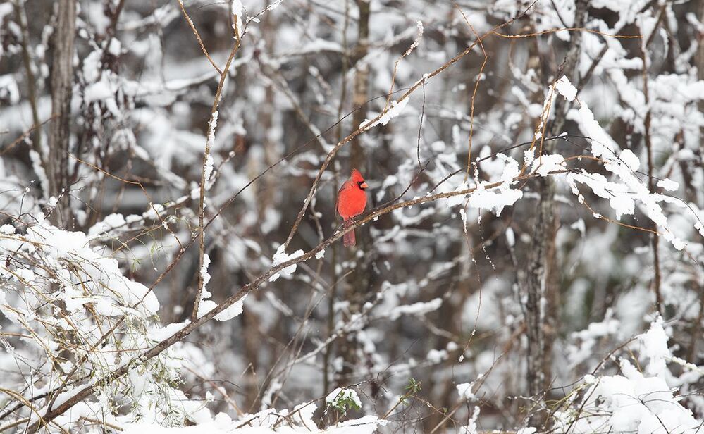 Northern Cardinal male - Красный кардинал самец