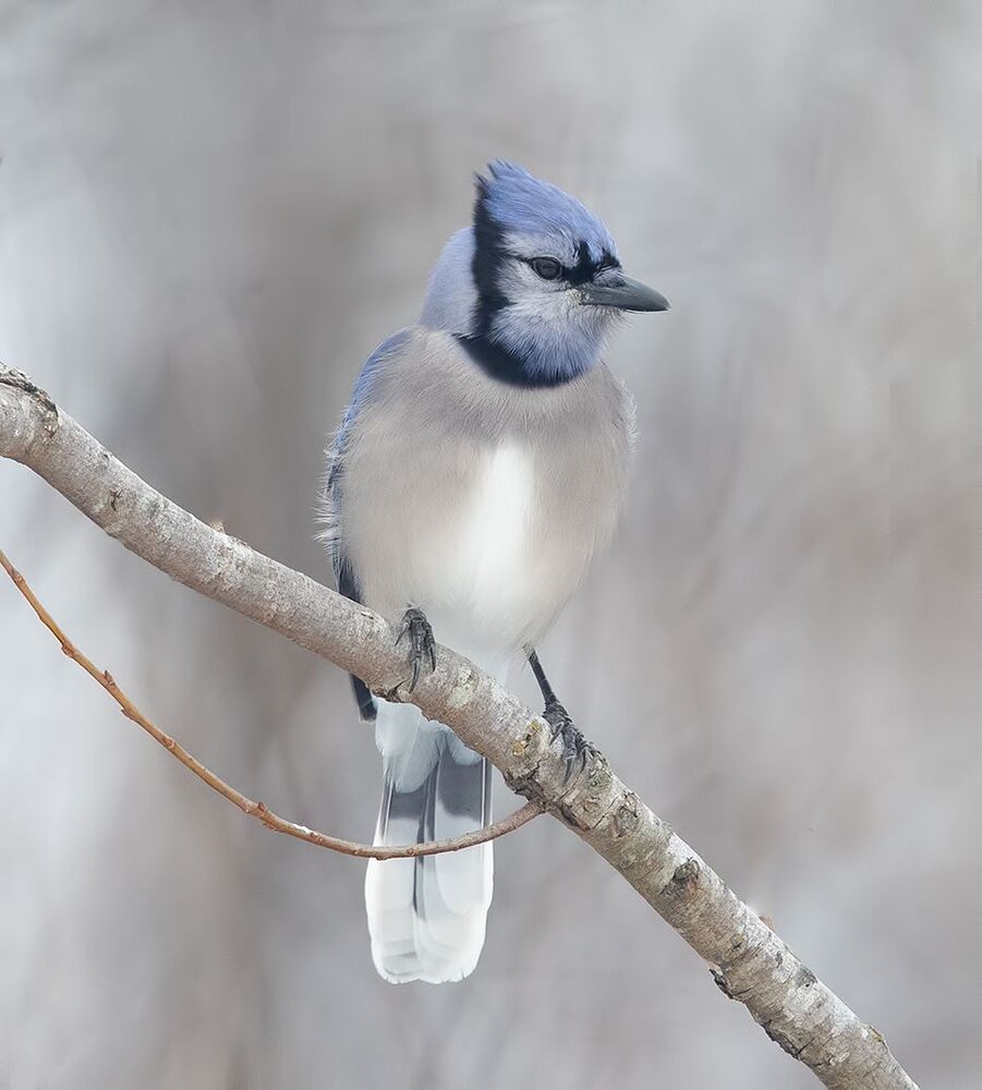 Голубая сойка - Blue Jay
