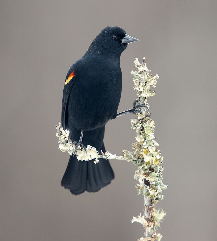 Красноплечий чёрный трупиал - Red-winged Blackbird