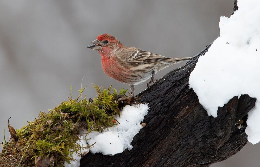 House finch - Мексиканская Чечевица