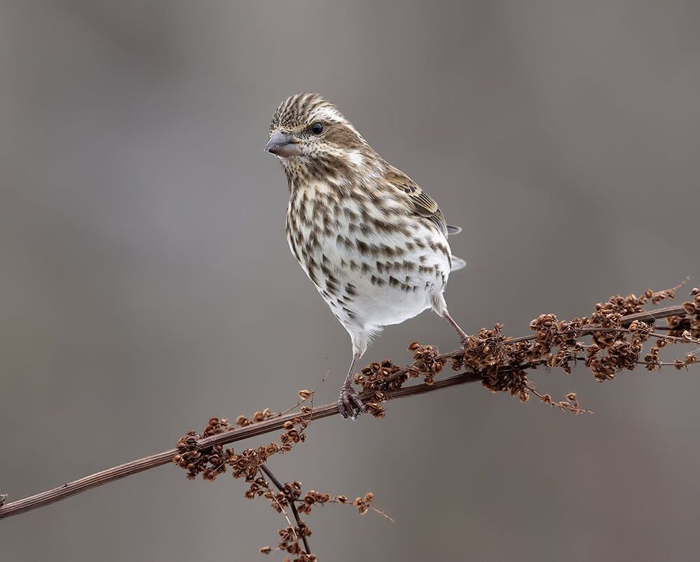 Pine Siskin - Coсновый чиж