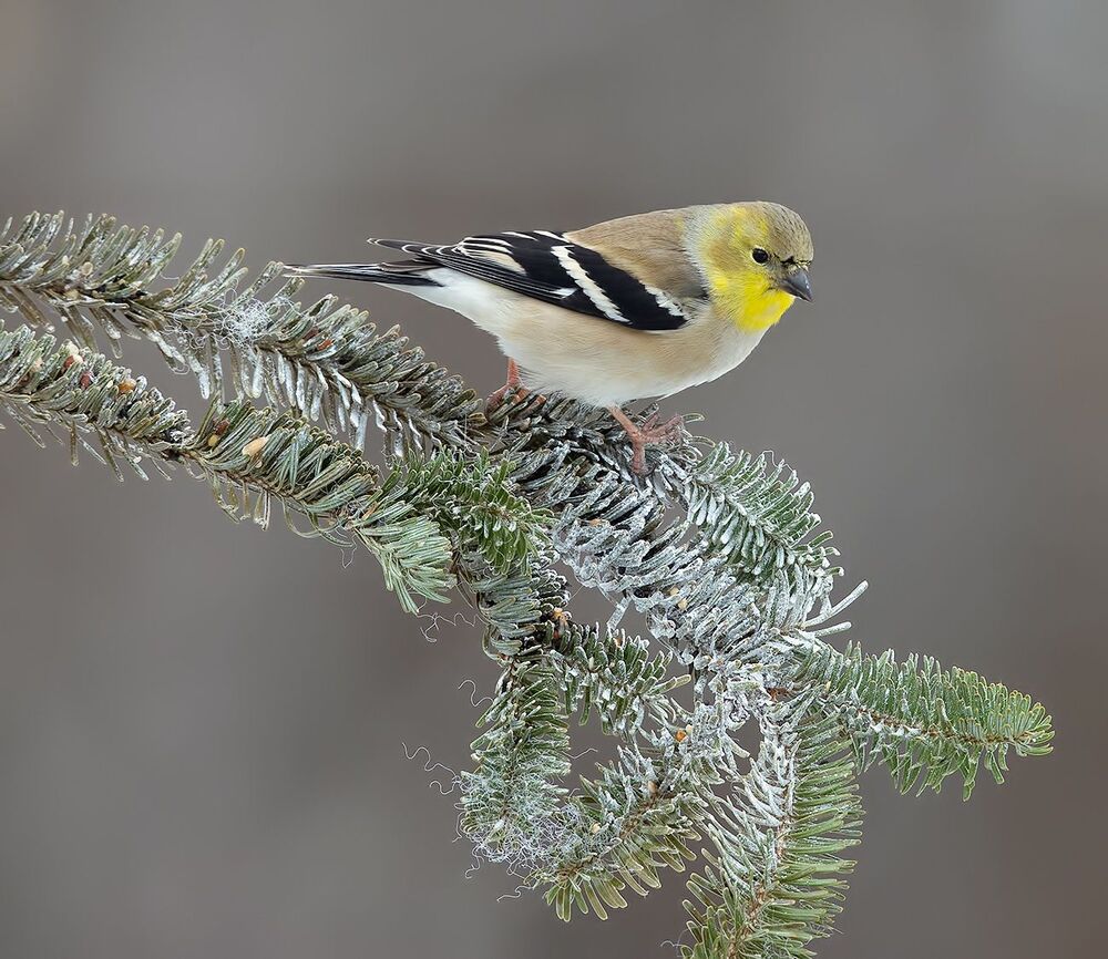 American Goldfinch -Американский чиж
