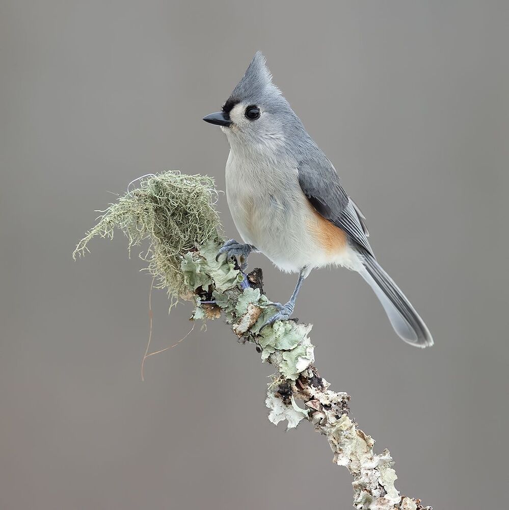 Tufted Titmouse -Острохохлая синица