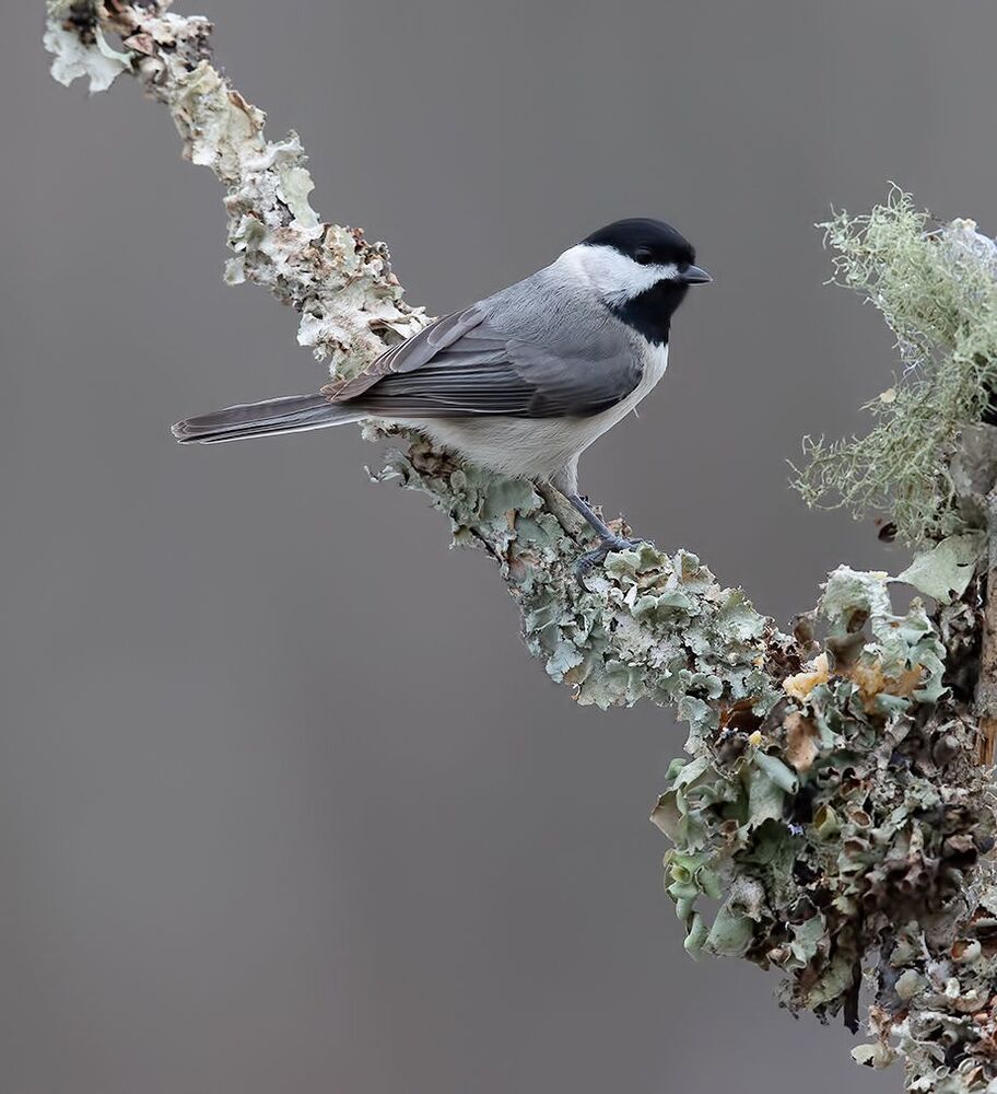 Черношапочная гаичка - Black-capped Chickadee
