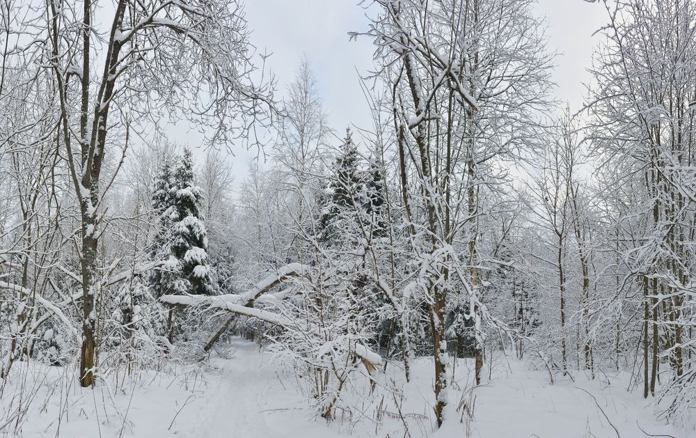 В краю серебряных кружев