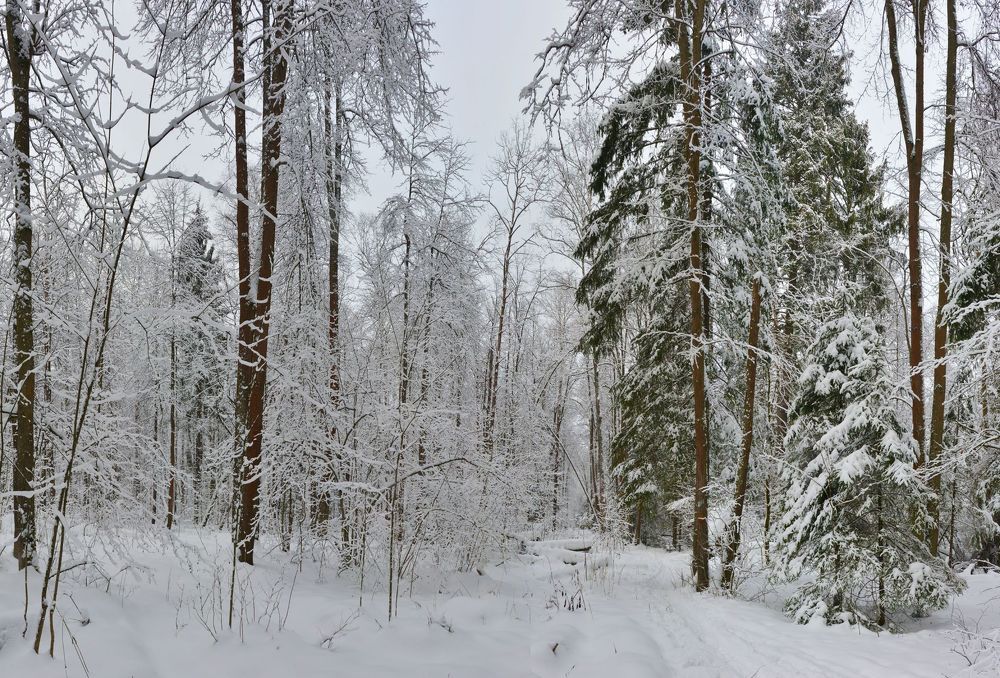 В краю серебряных кружев