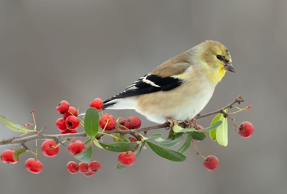 American Goldfinch - Американский чиж