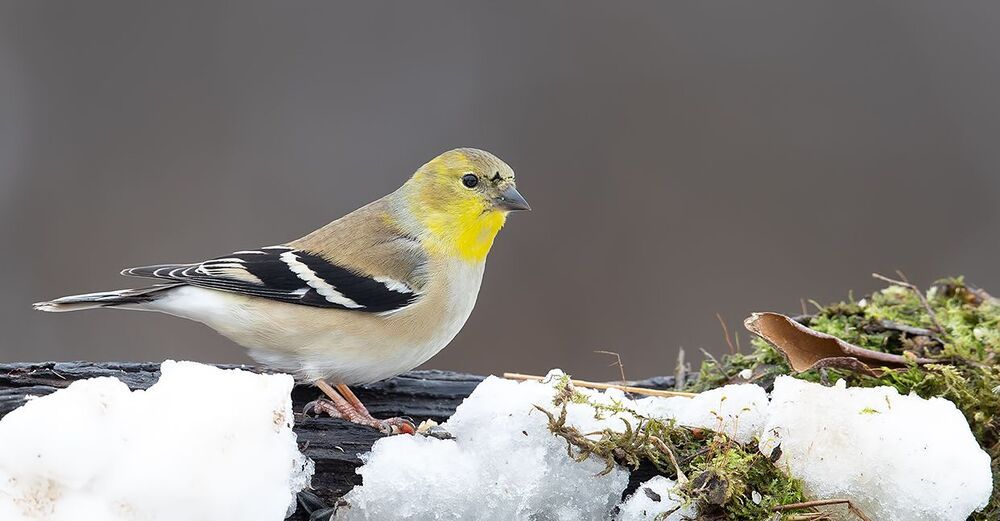 American Goldfinch - Американский чиж