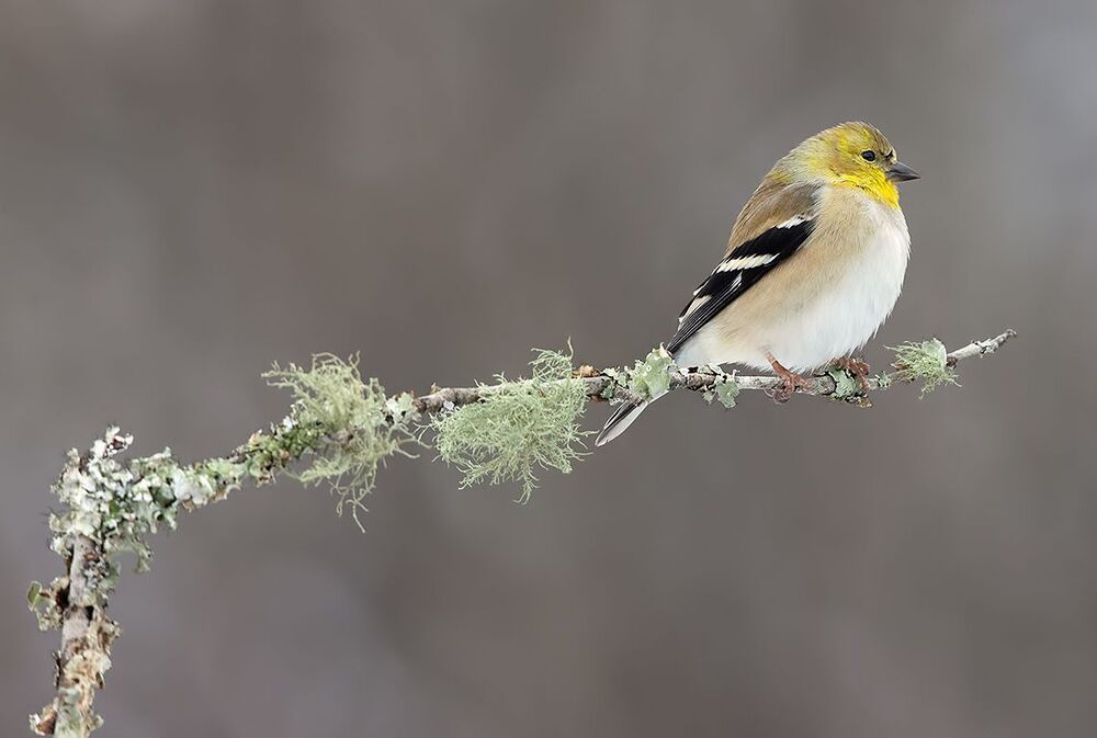 American Goldfinch - Американский чиж