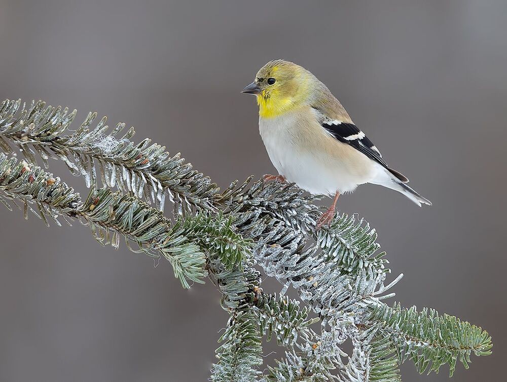 American Goldfinch - Американский чиж