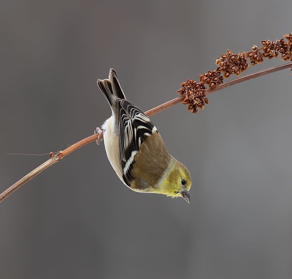 American Goldfinch - Американский чиж
