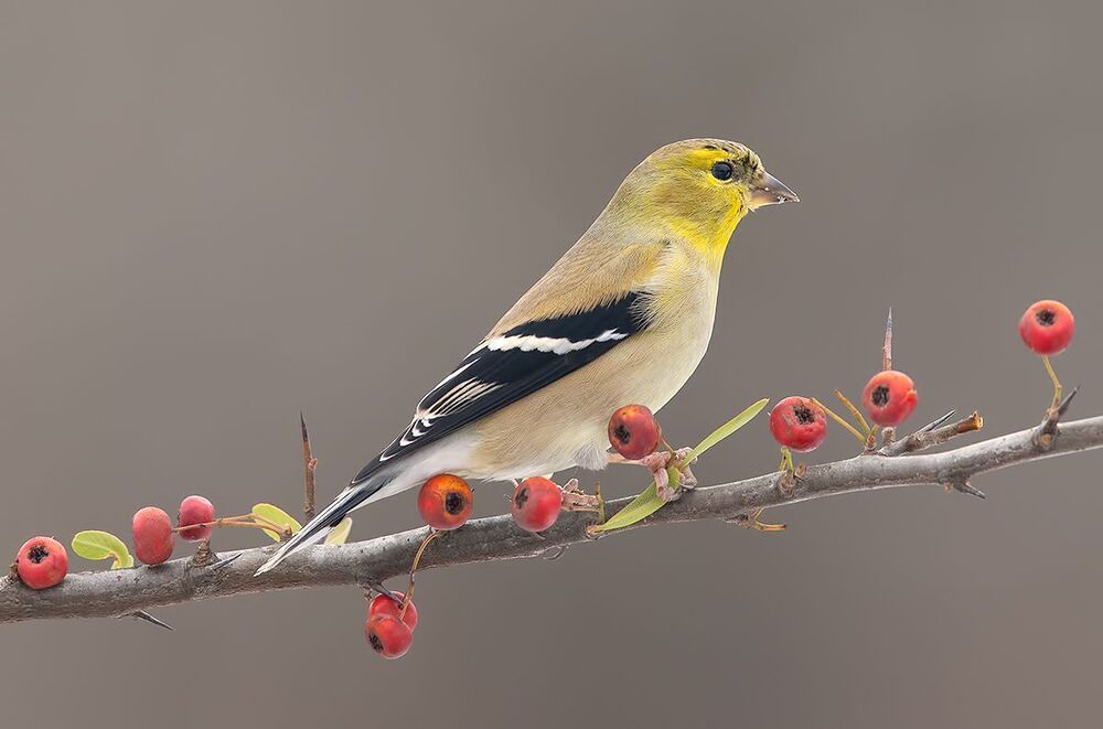 American Goldfinch - Американский чиж