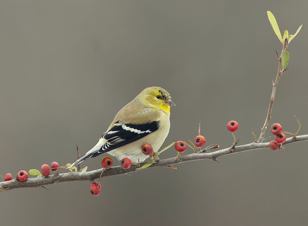 American Goldfinch - Американский чиж