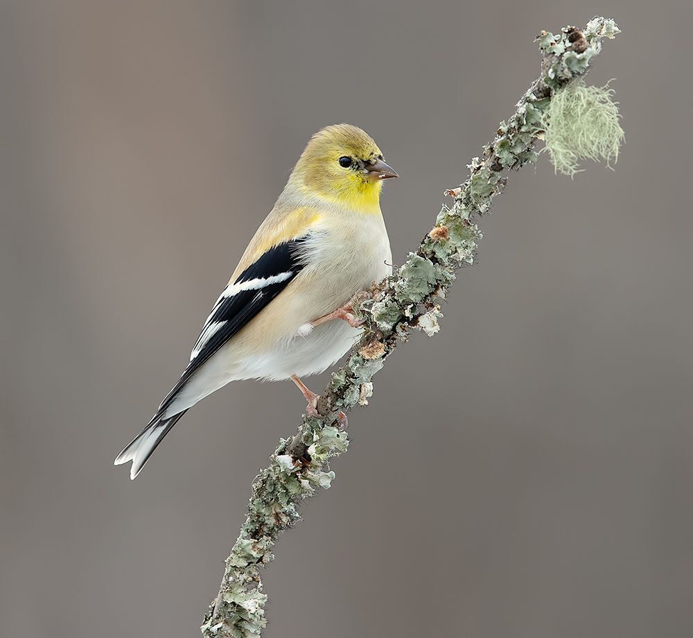 American Goldfinch - Американский чиж