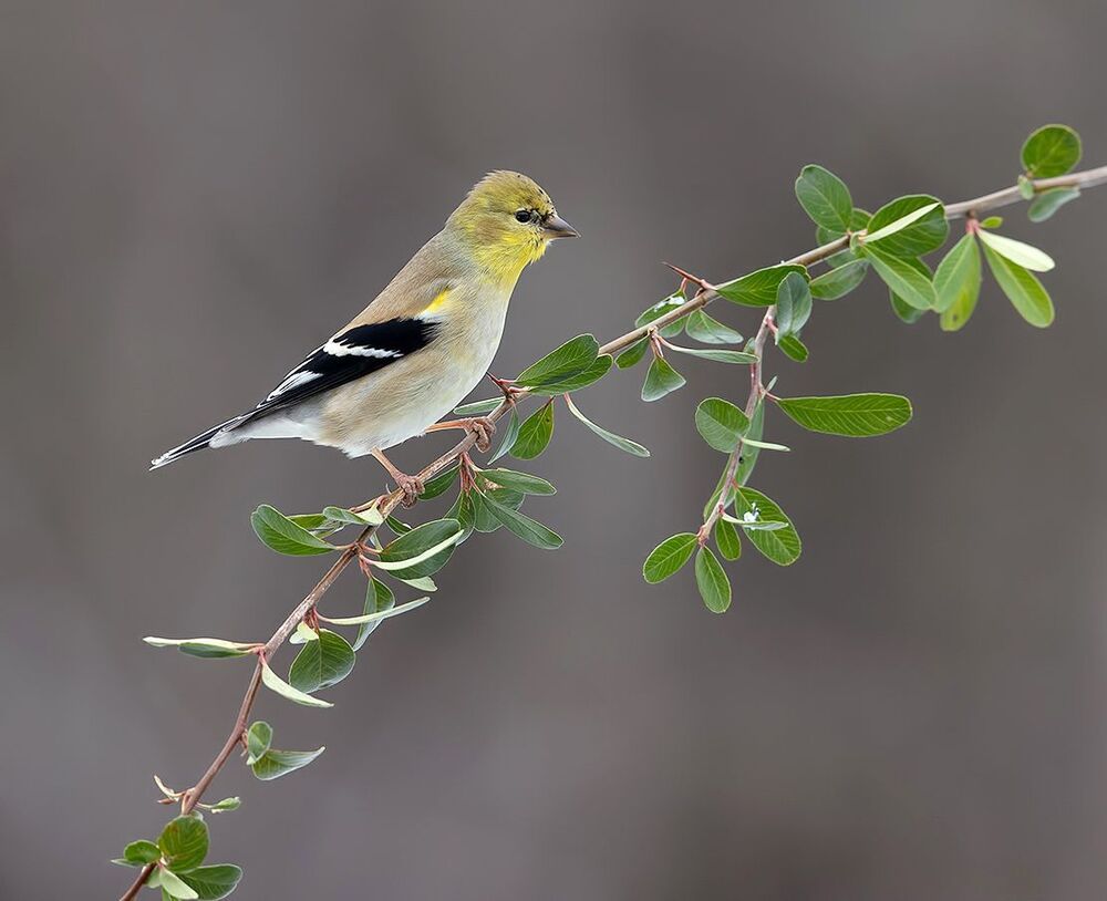 American Goldfinch - Американский чиж