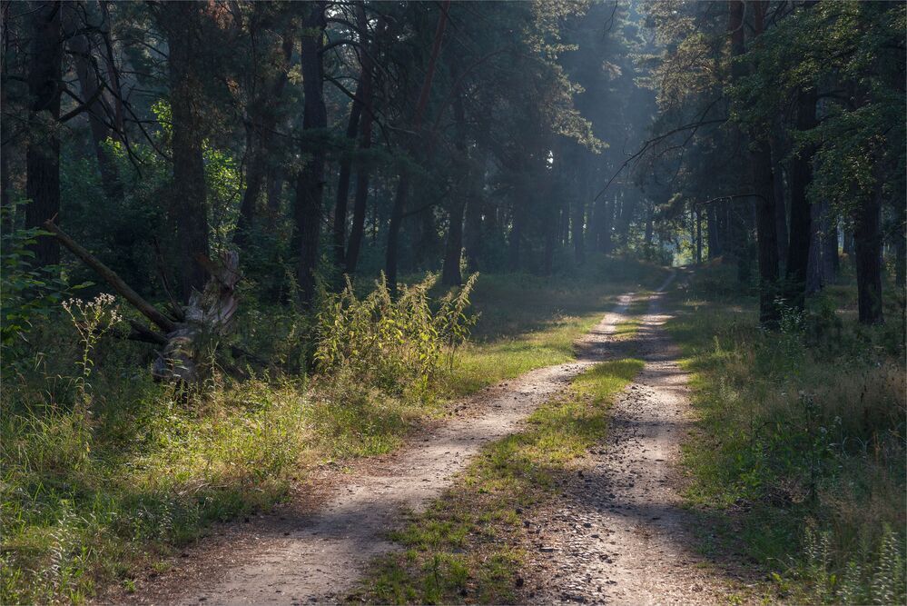 morning in the forest...