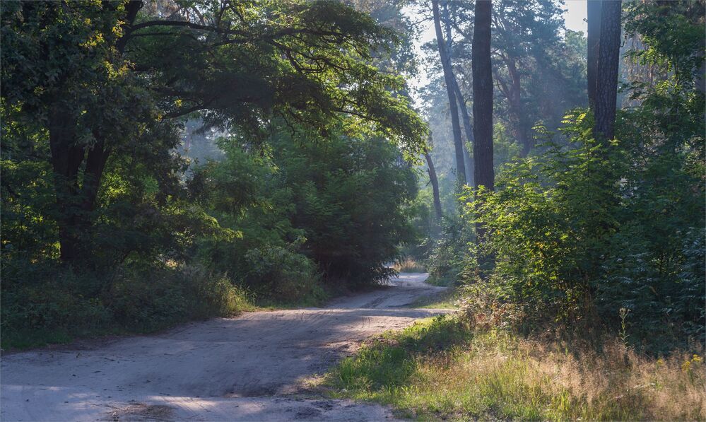 morning in the forest...