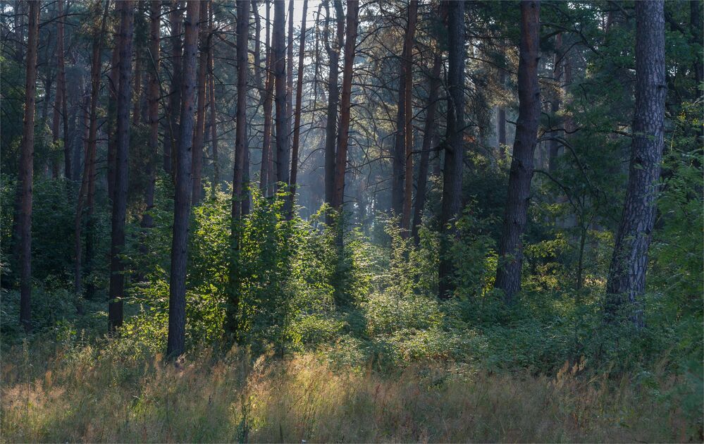 morning in the forest...