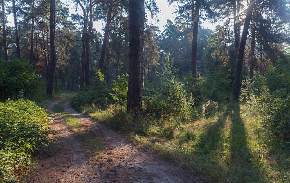 morning in the forest...