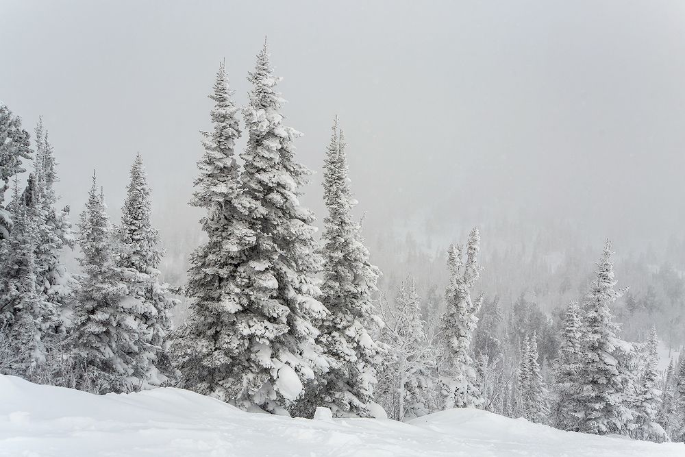 03 ... поскольку снежные фактуры на деревьях не только не тают, а, наоборот, обрастают новыми подробностями