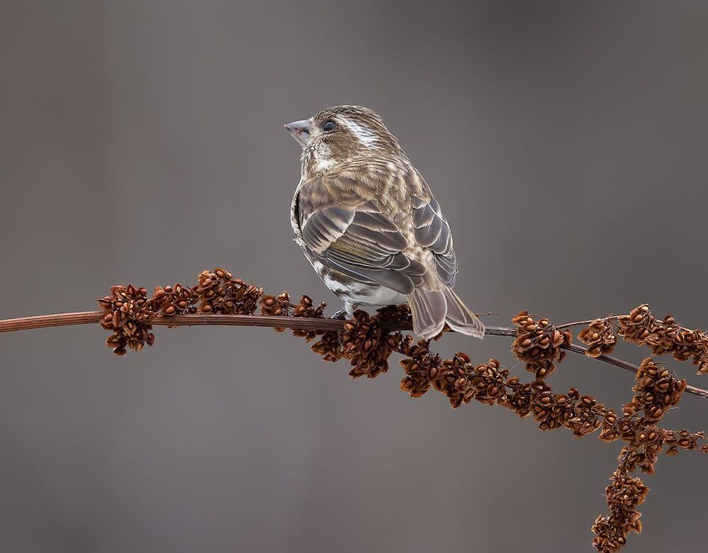 Female Purple finch - Пурпурная чечевица. cамка