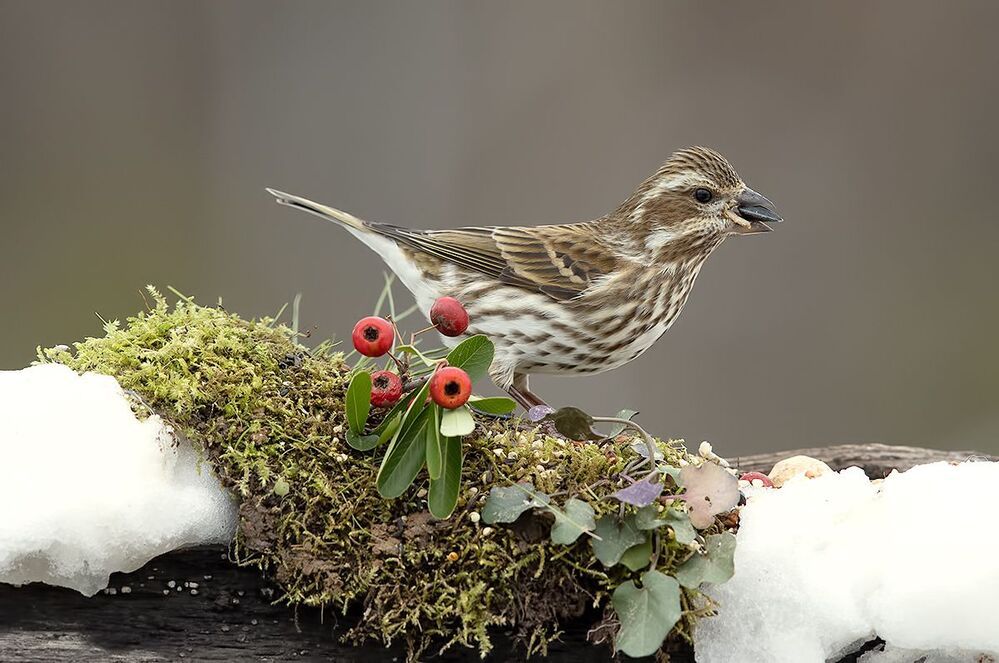 Female Purple finch - Пурпурная чечевица. cамка