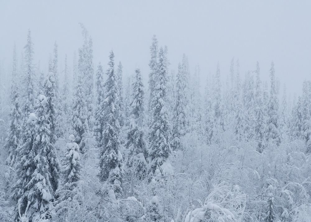 Северный монохром
