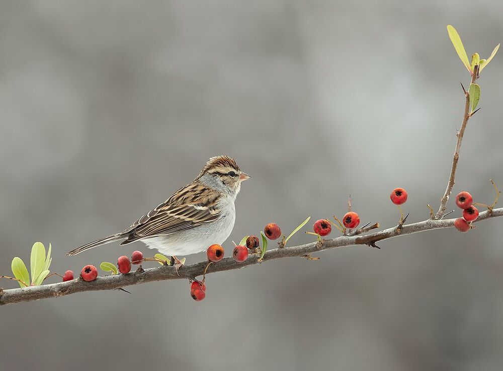 Chipping sparrow. Обыкновенная воробьиная овсянка