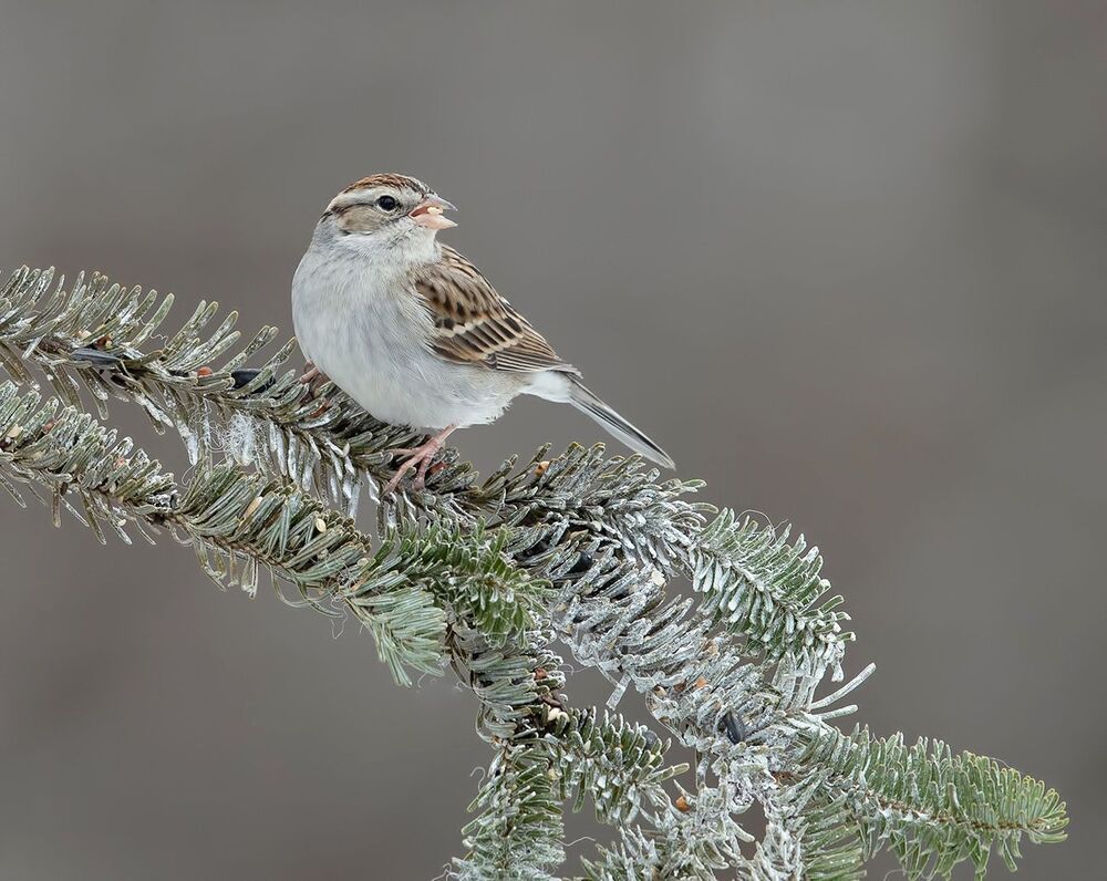 Chipping sparrow. Обыкновенная воробьиная овсянка