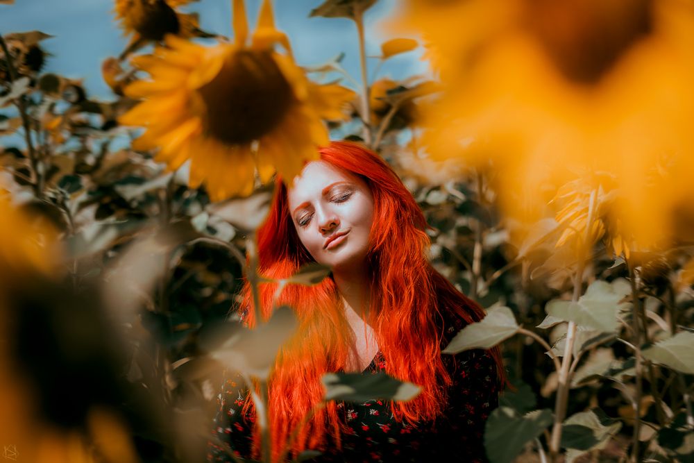 Sunflower