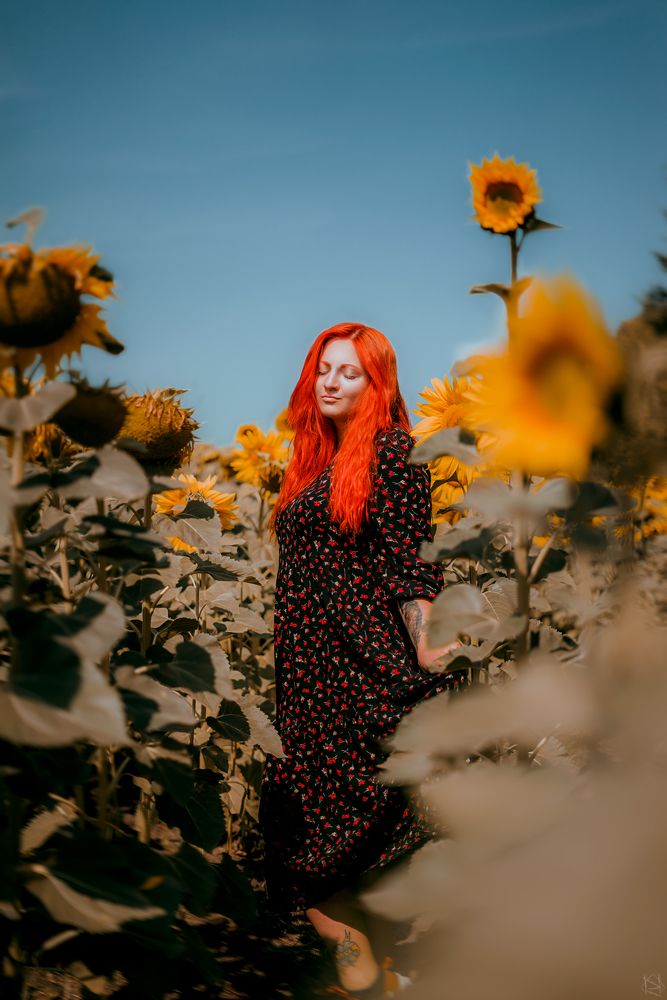 Sunflower