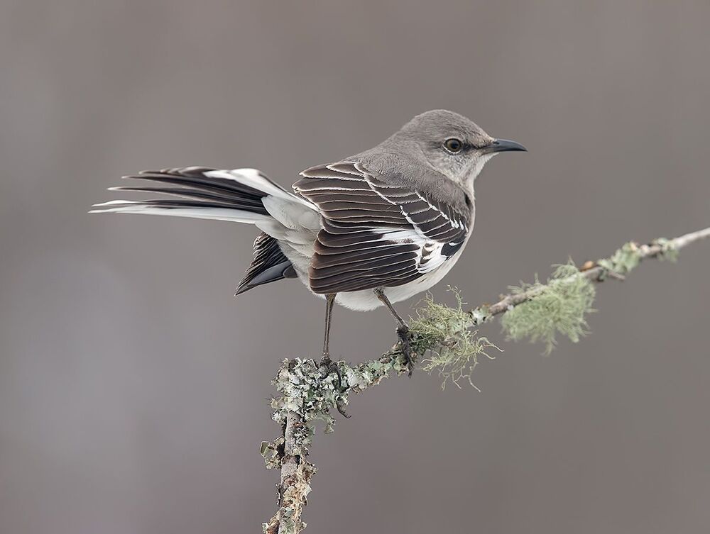 Многоголосый пересмешник - Northern Mockingbird