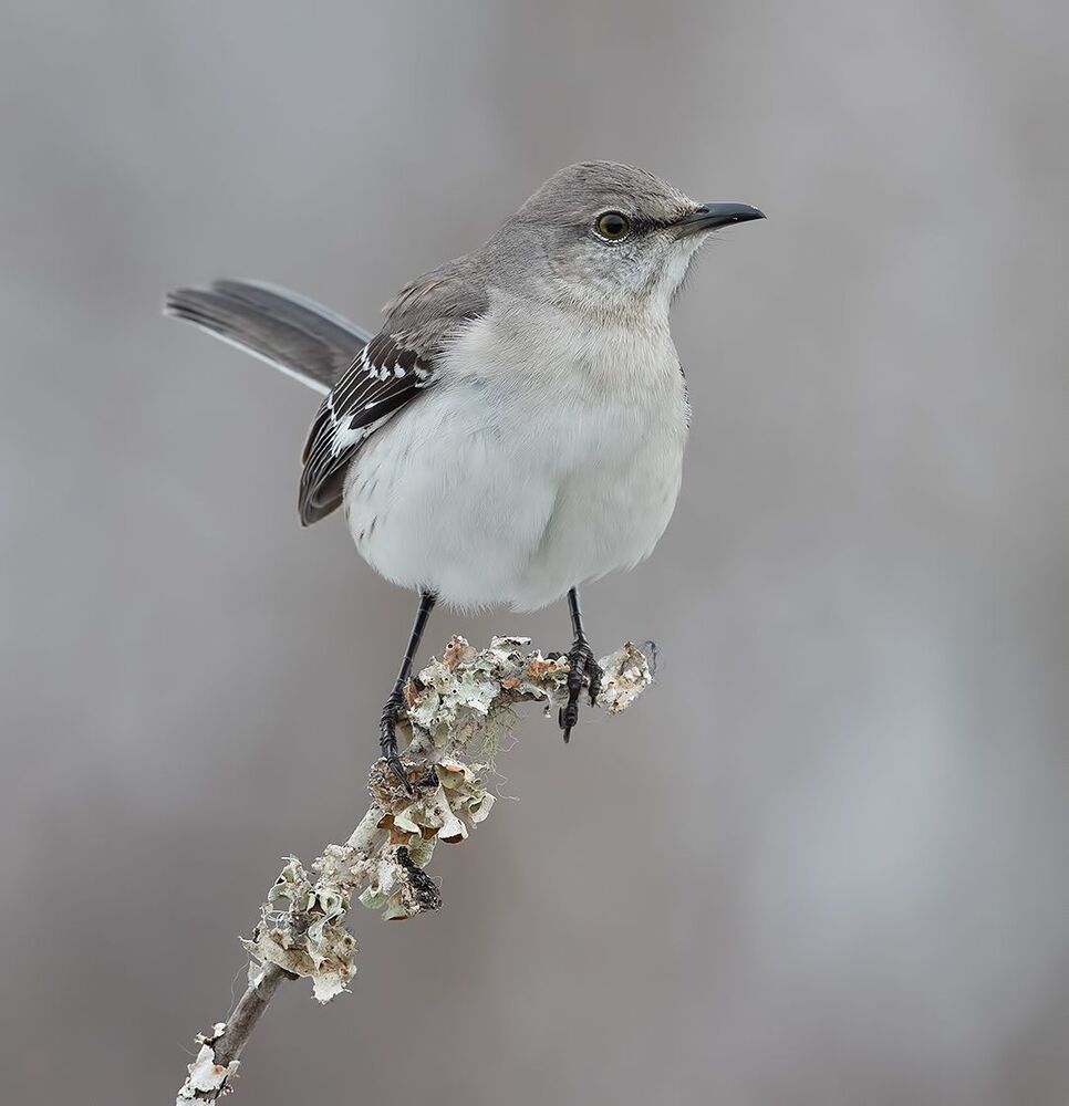 Многоголосый пересмешник - Northern Mockingbird